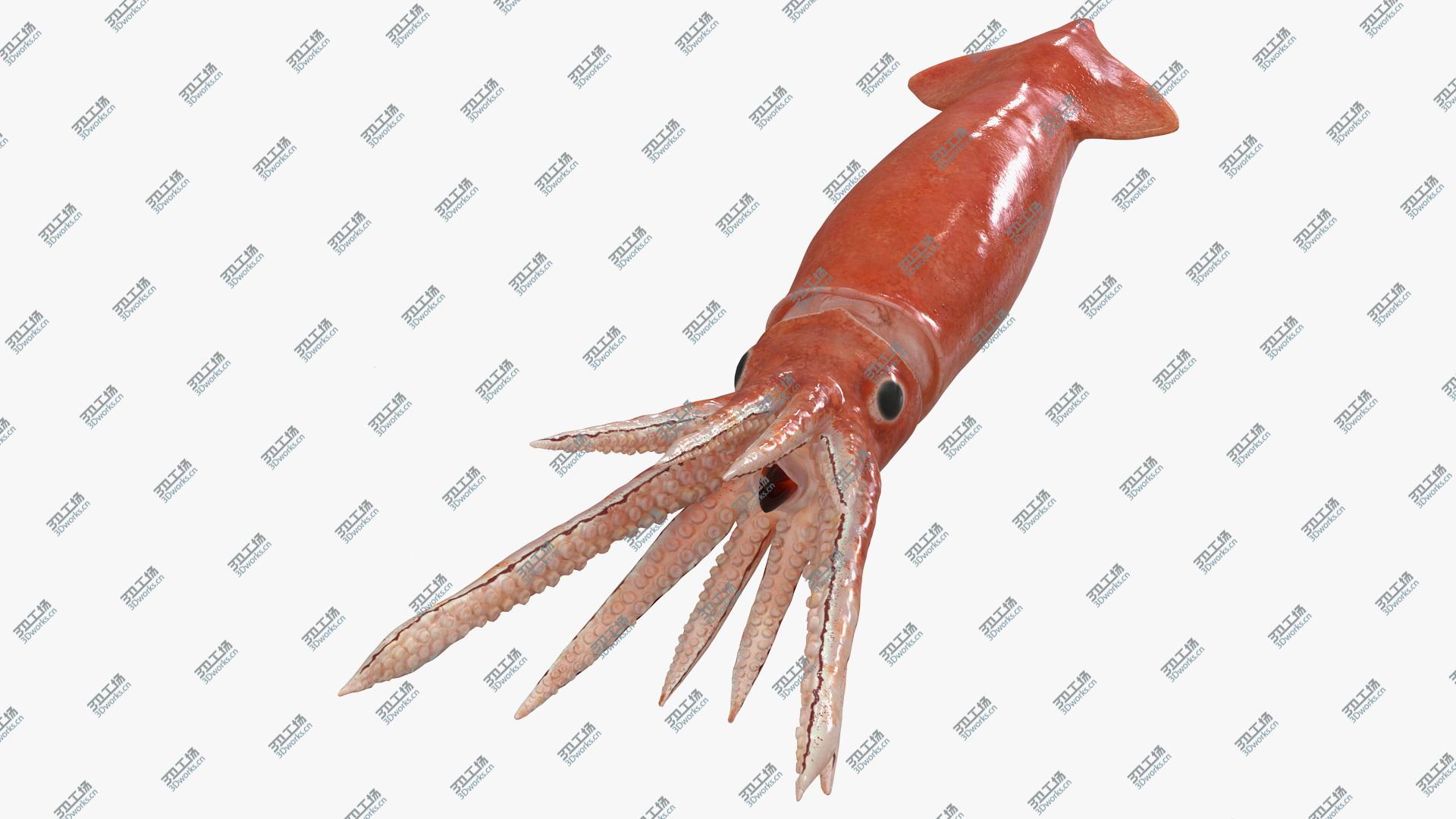 images/goods_img/202104093/3D Arrow Squid Doryteuthis Plei Rigged model/5.jpg